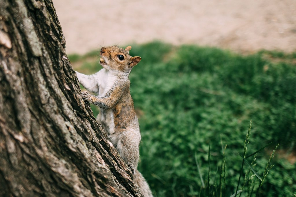 Squirrel Census NYC (Simplified) | Tuva