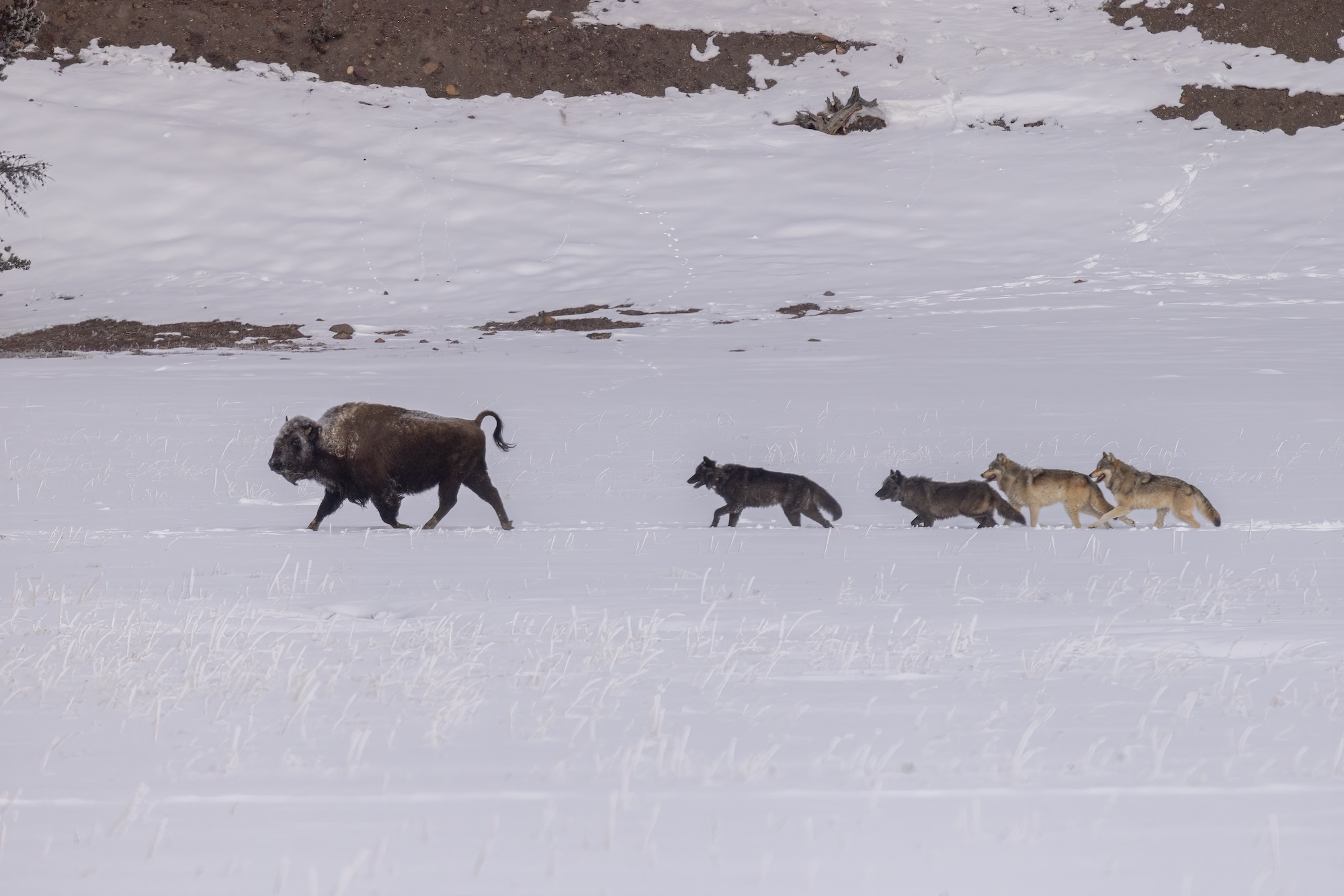 Wolves Hunting Bison | Tuva