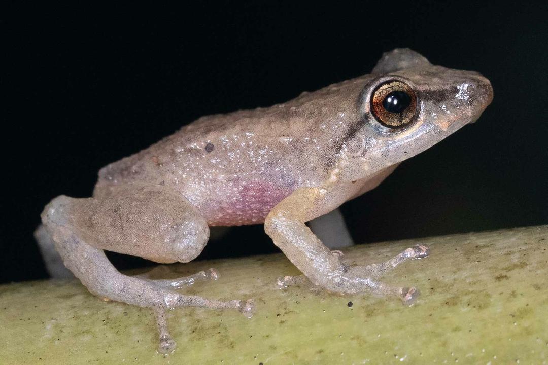 Observations of Three Puerto Rican Frog Species | Tuva