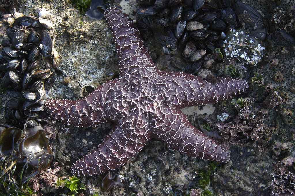 ochre-sea-star-populations-tuva
