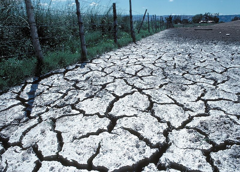 Effect of Soil Salinity on Plant Growth Tuva