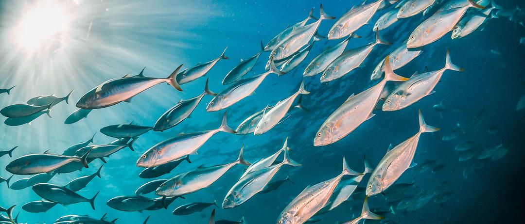 Critique Correct Clarify Fishy Proportions Tuva